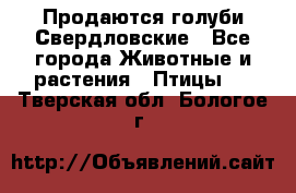 Продаются голуби Свердловские - Все города Животные и растения » Птицы   . Тверская обл.,Бологое г.